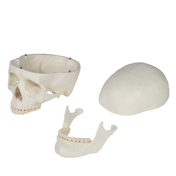 Skull model - 3 parts