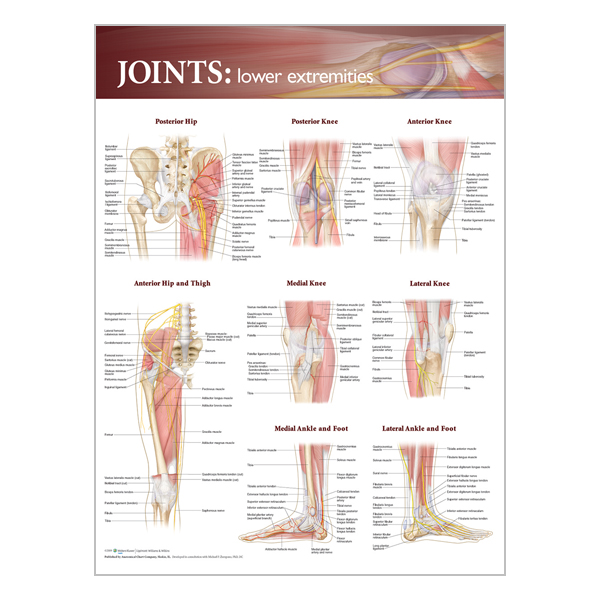 Chart "Joints of the lower extremities"