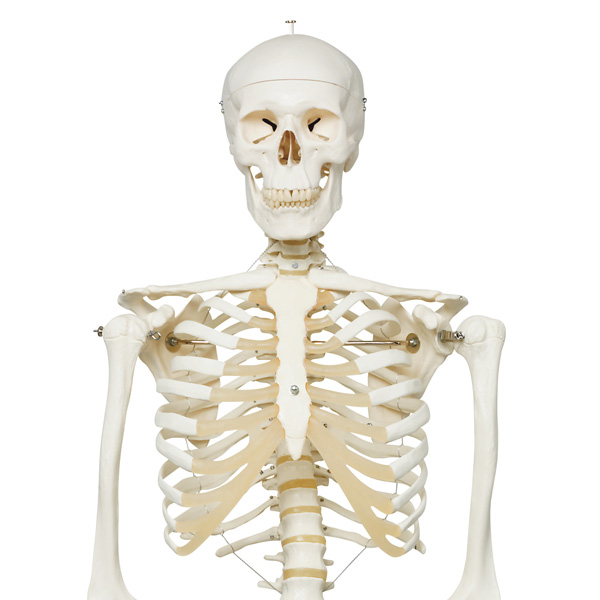 Stan the classic skeleton