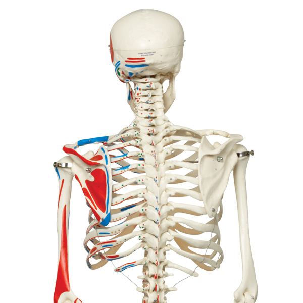 "Max" the classic muscle skeleton