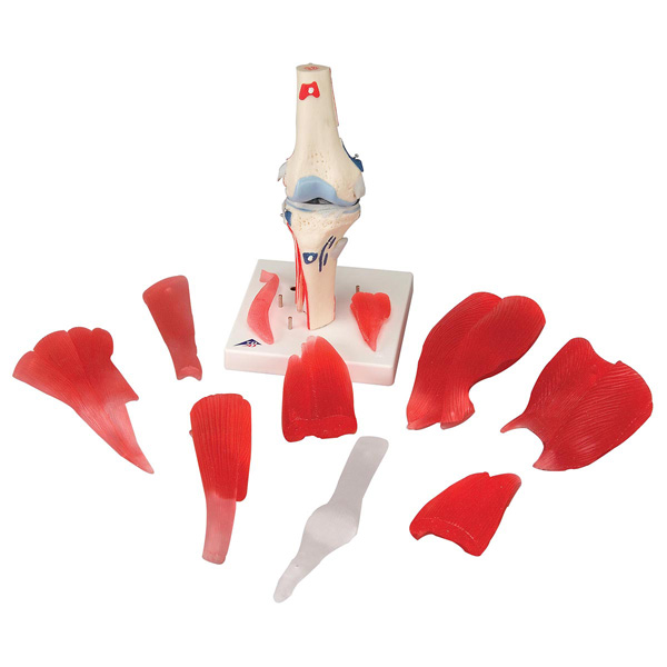 Knee joint with removable muscles model - 12 parts