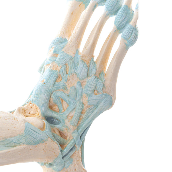Modèle anatomique du pied avec ligaments