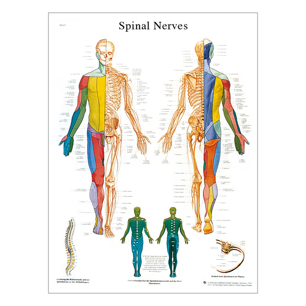 Charte « The spinal nerves »