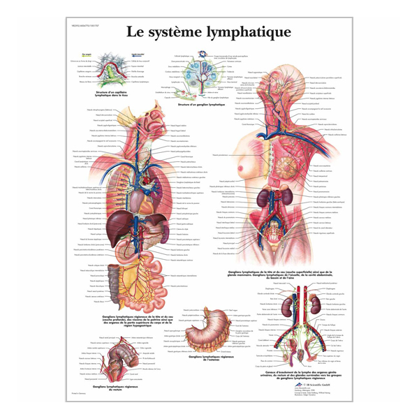 Chart "Le système lymphatique"