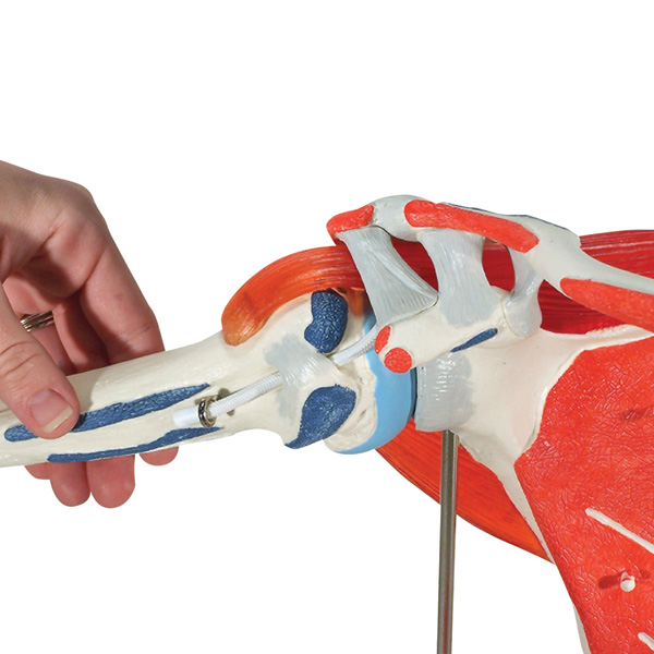 Shoulder joint with rotator cuff model - 5 parts