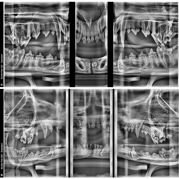 Appareil de radiologie dentaire panoramique MyVet Pan i2D