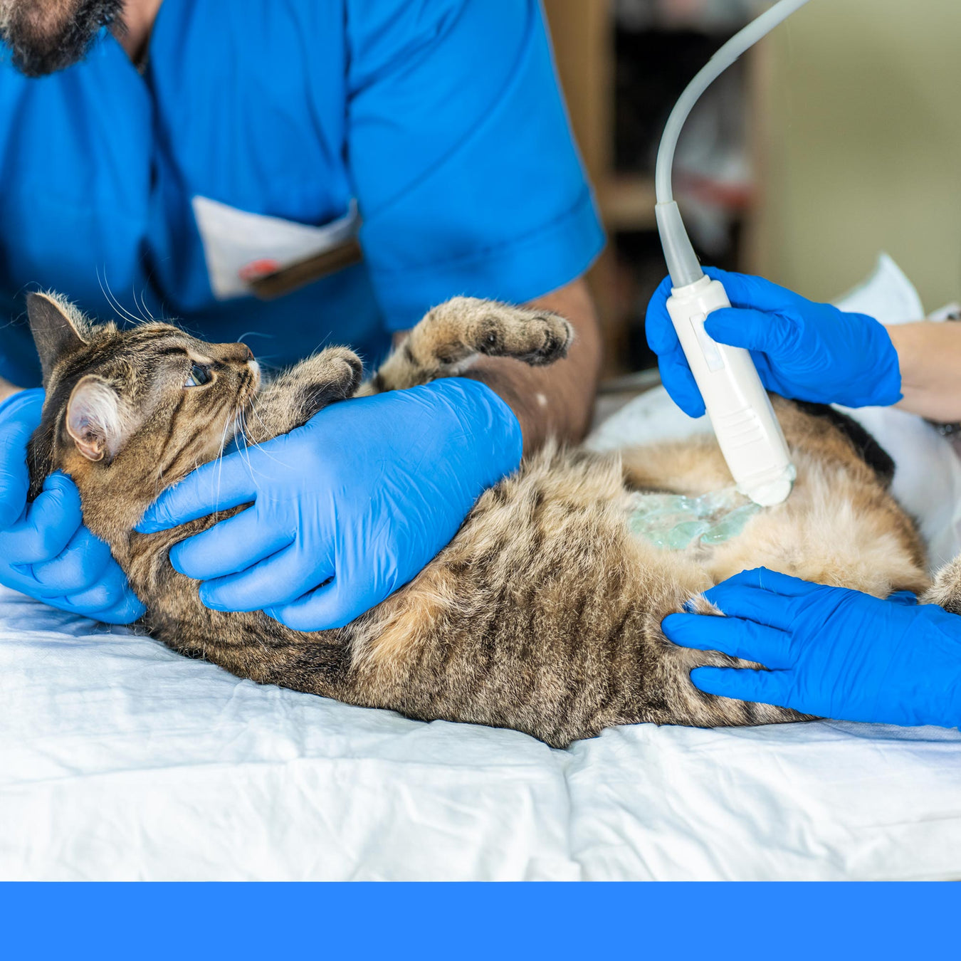 Veterinary equipments