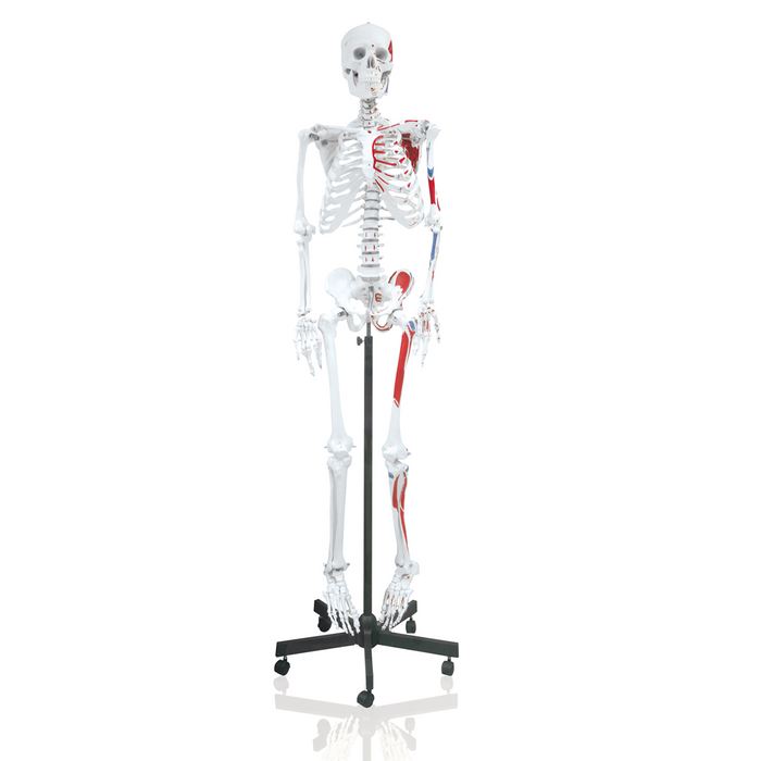 Squelette humain 66" (168 cm) avec muscles et vertèbres codées par couleur