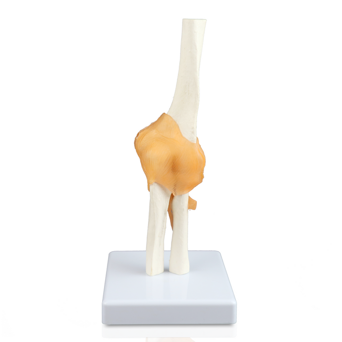 Elbow Joint Model