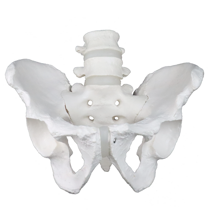 Male Pelvis Model