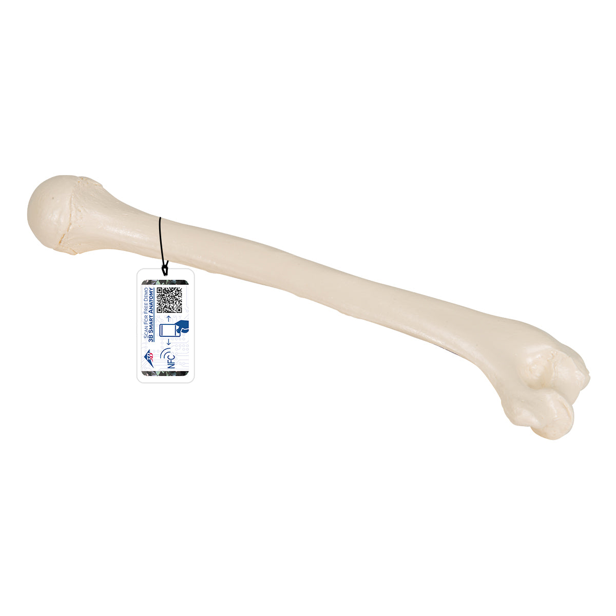 Humerus Model — MTM - Médical Tronik