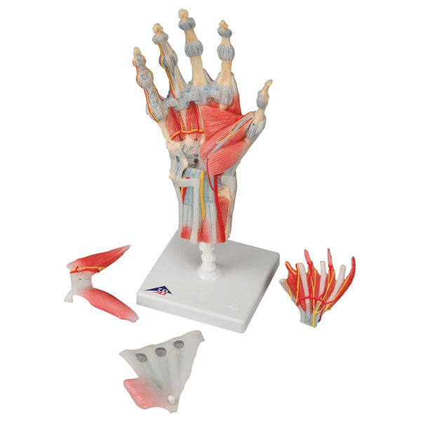 Modèle functionnel deluxe du squelette de la main avec ligaments et muscles