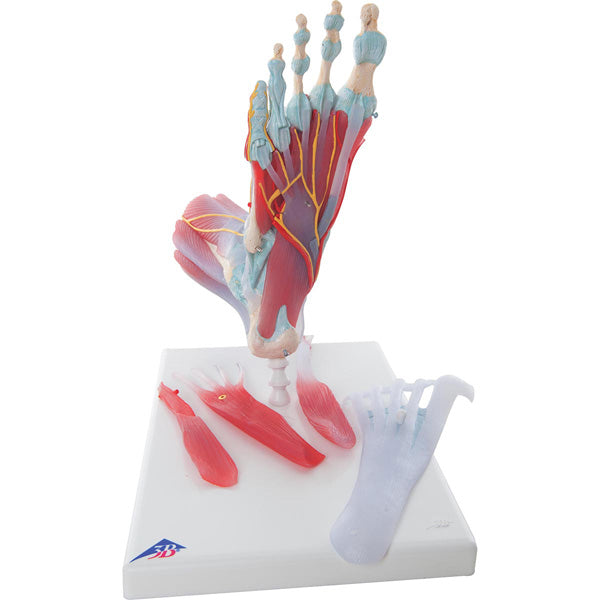 Modèle du squelette du pied avec ligaments et muscles