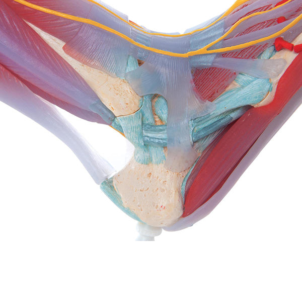 Modèle du squelette du pied avec ligaments et muscles