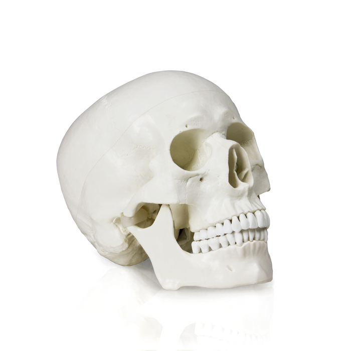 Human Skull Model