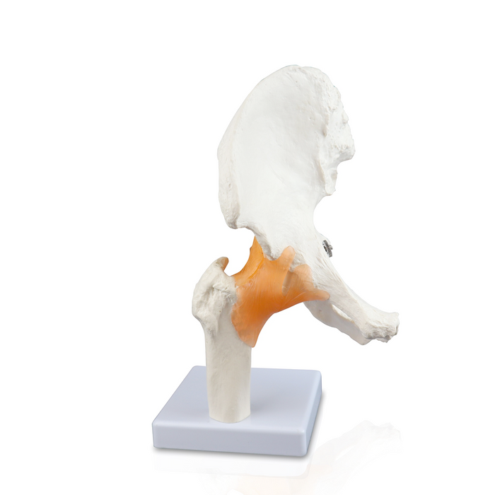 Hip Joint Model