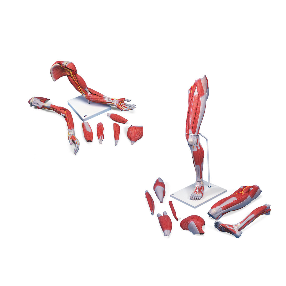 MOTION PALPATION OF THE EXTREMITY 上下巻セット The Muscle and Bone Palpation Manual with Trigger Points, Referral
