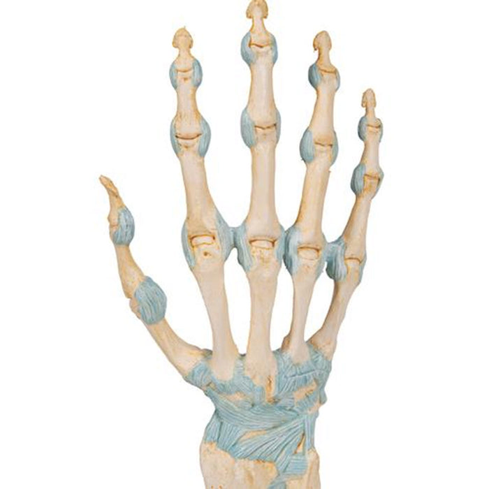 Hand Skeleton Model with Ligaments & Carpal Tunnel