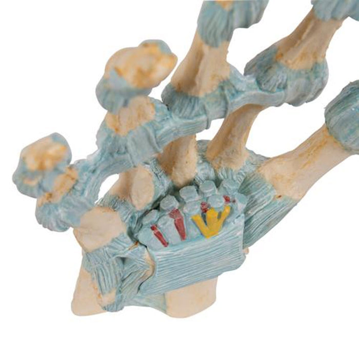 Hand Skeleton Model with Ligaments & Carpal Tunnel