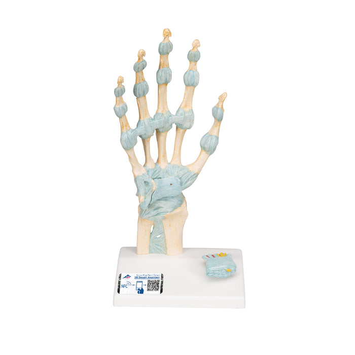 Hand Skeleton Model with Ligaments & Carpal Tunnel