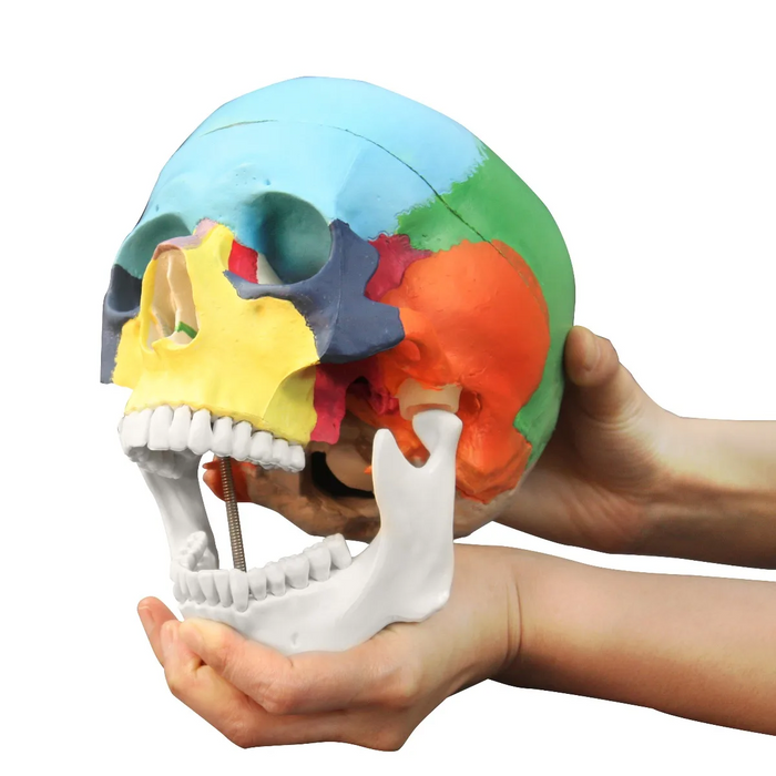 Colored Human Skull Model