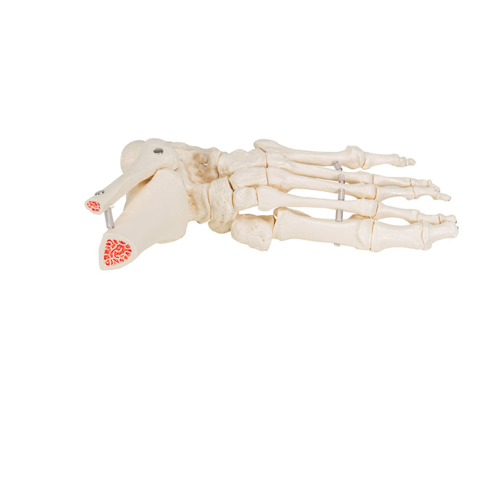 Foot Skeleton Model of the foot with portions of the tibia and fibula, elastic mounting (A31/1)