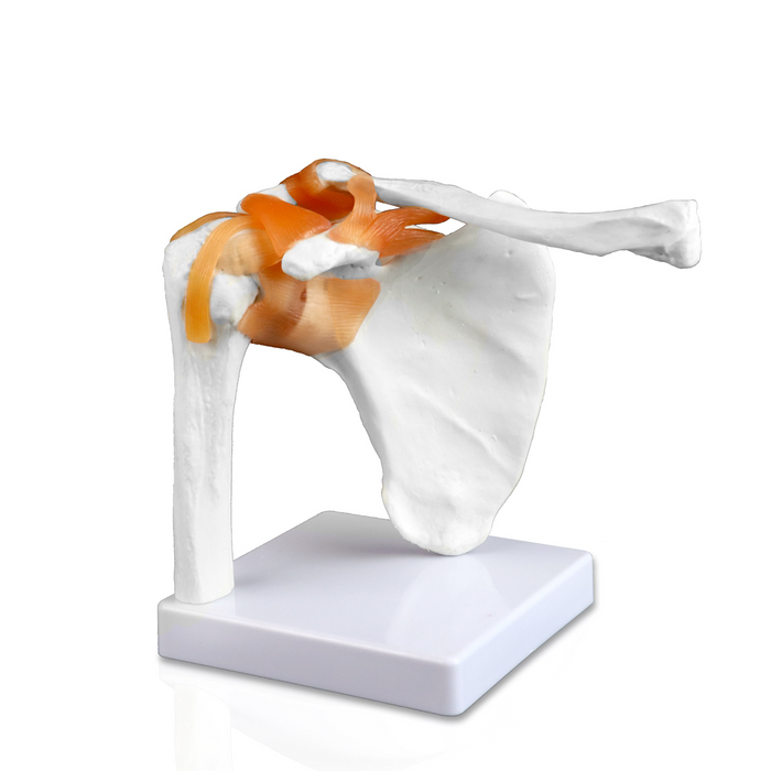 Shoulder Joint Model