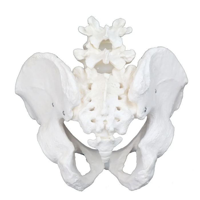 Male Pelvis Model