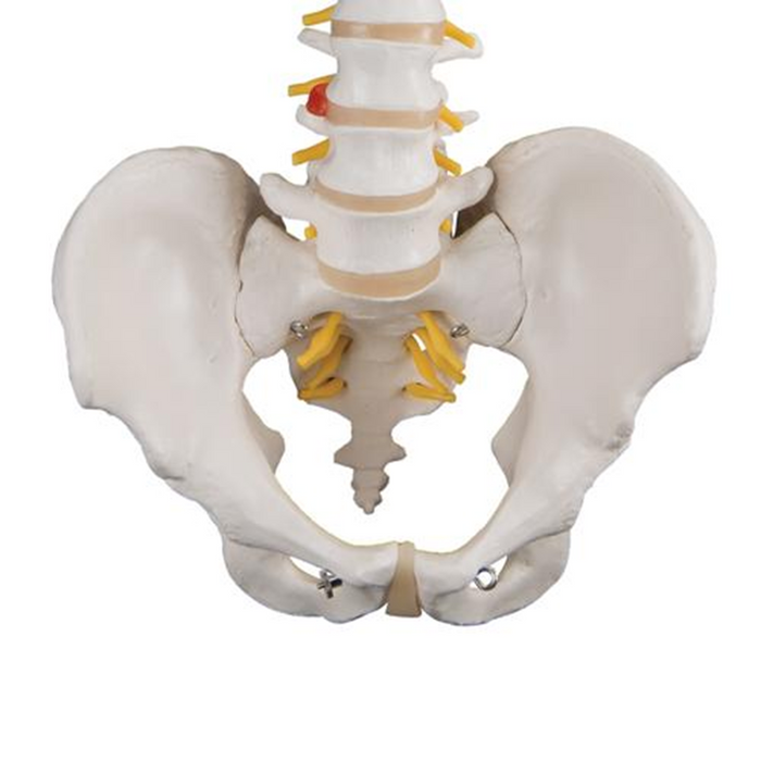 Flexible Human Spine Model