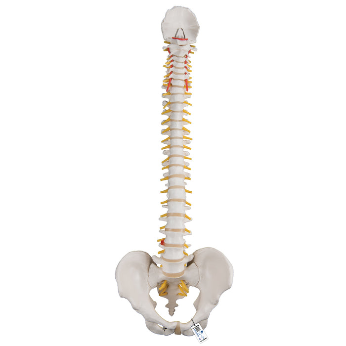 Flexible Human Spine Model