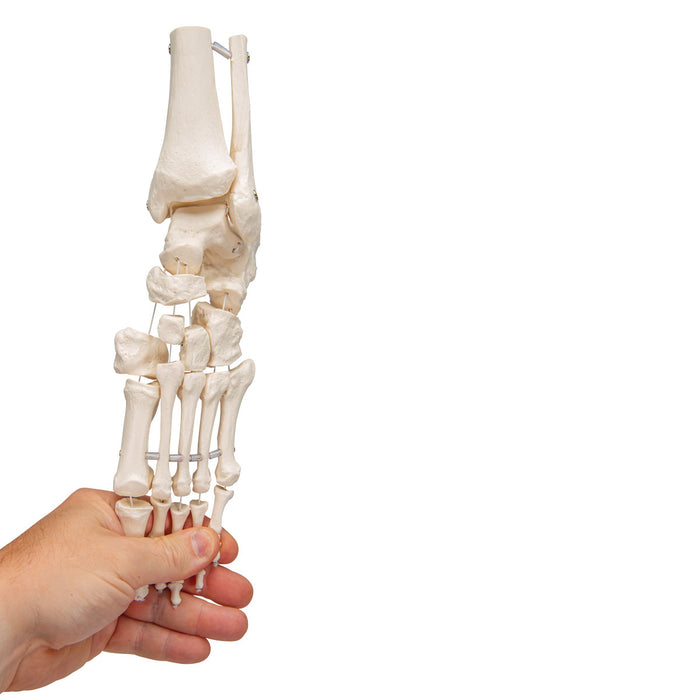 Foot Skeleton Model of the foot with portions of the tibia and fibula, elastic mounting (A31/1)
