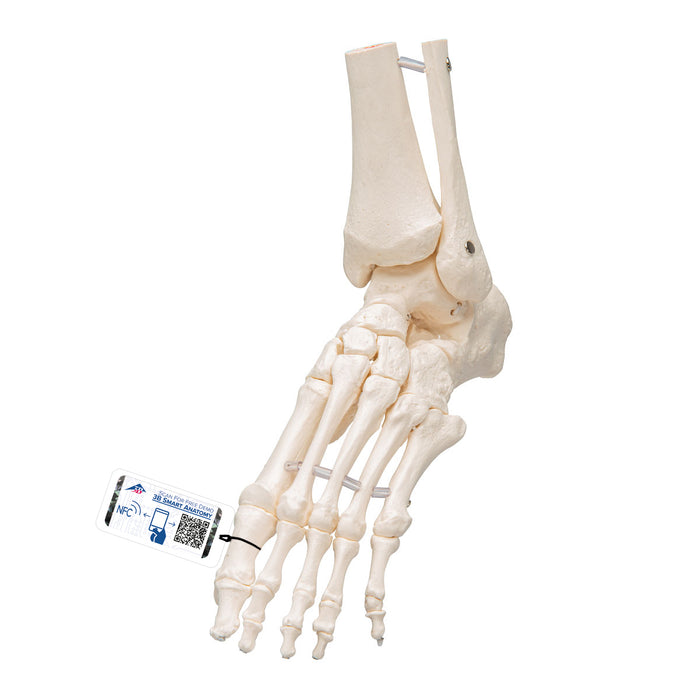 Foot Skeleton Model of the foot with portions of the tibia and fibula, elastic mounting (A31/1)
