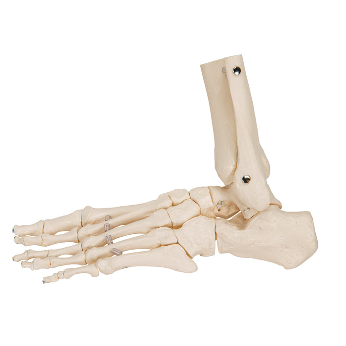 Foot Skeleton Model of the foot with portions of the tibia and fibula, elastic mounting (A31/1)