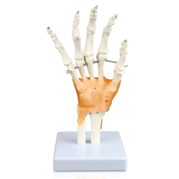 Hand and Wrist Bones with Ligaments Model