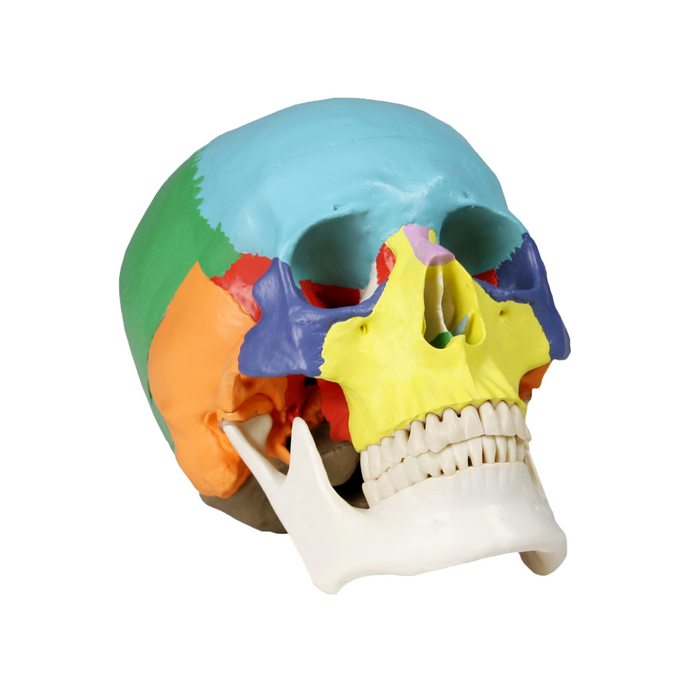 Colored Human Skull Model