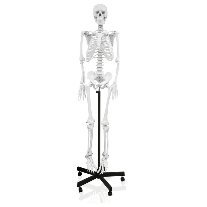 66" (168 cm) Human Skeleton with Pelvic Mount and Roller Base