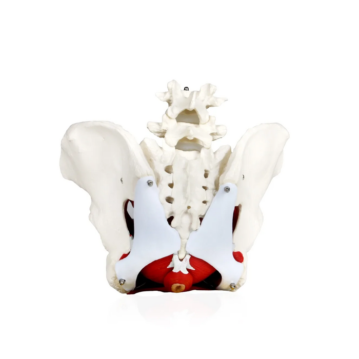 Female pelvis model with uterus, rectum, bladder, ligaments, and muscles