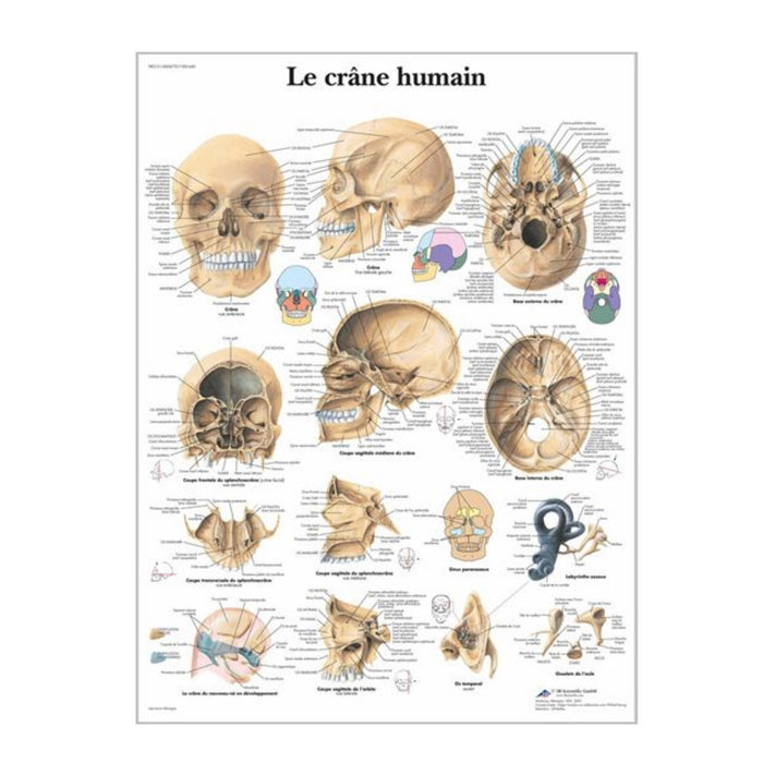 Chartes anatomiques en français