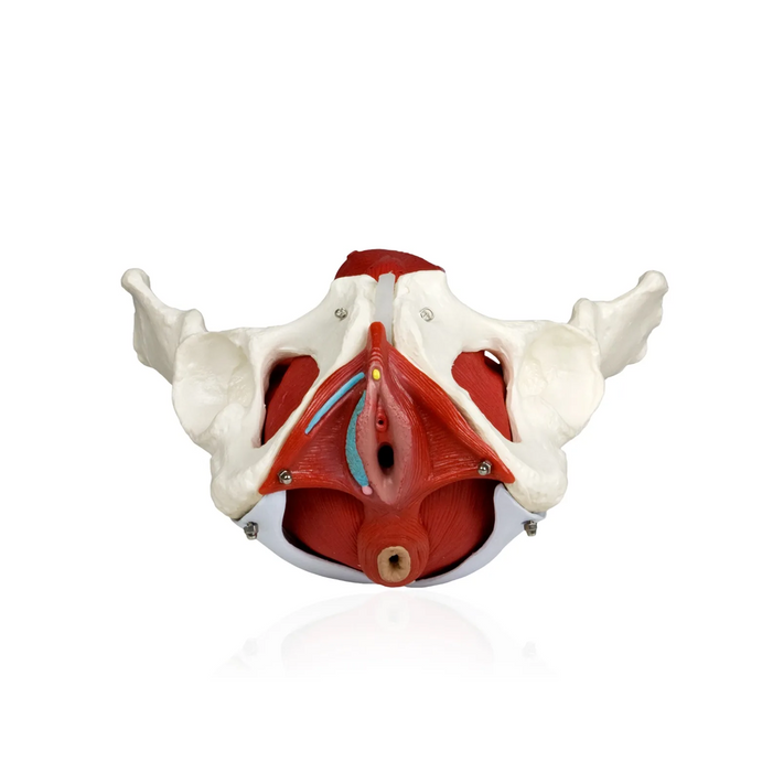Female pelvis model with uterus, rectum, bladder, ligaments, and muscles