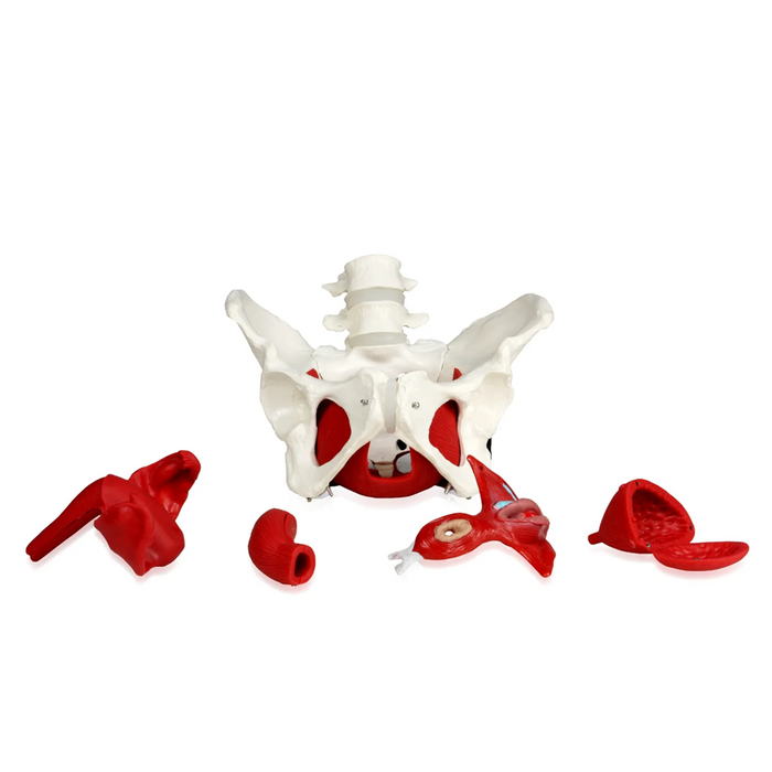 Female pelvis model with uterus, rectum, bladder, ligaments, and muscles