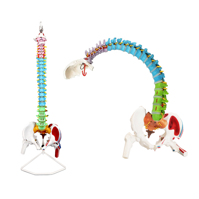 Modèle colonne vertébrale flexible avec régions et muscles identifiés par code de couleur