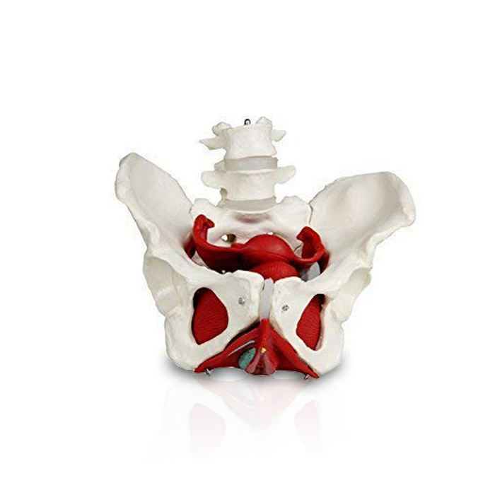 Female pelvis model with uterus, rectum, bladder, ligaments, and muscles