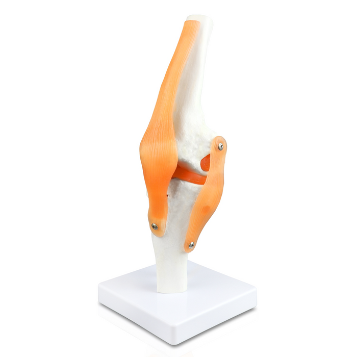 Knee Joint Model