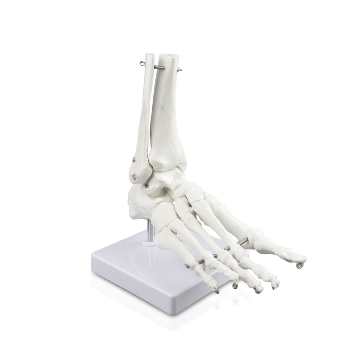 Right Foot Skeleton Model