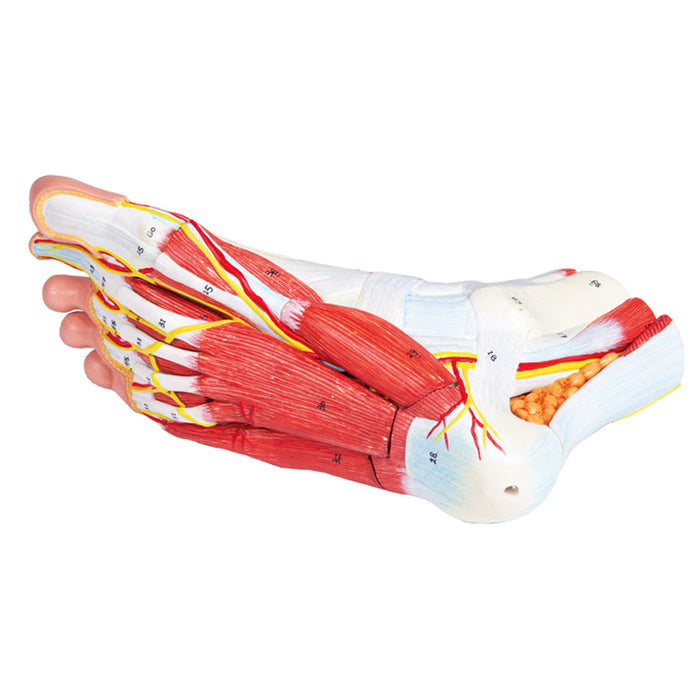Modèle: Anatomie du pied, 9 morceaux