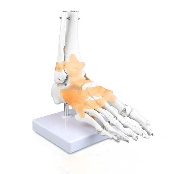 Right Foot and Ankle Bones with Ligaments Model