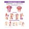Trigger Point Chart Set "Torso & Extremities"
