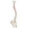Flexible vertebral column with pelvis with stand