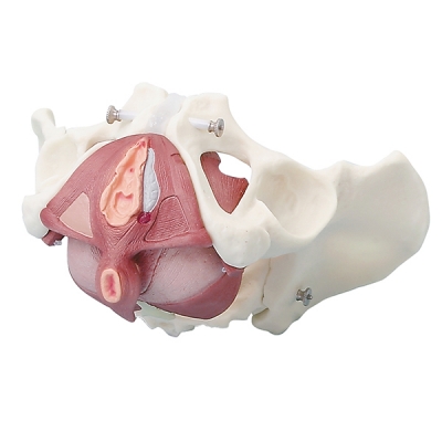 Female pelvis with pelvic floor musculature - 7 parts
