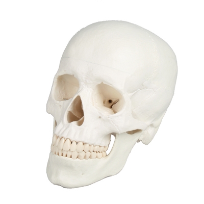 Skull model - 3 parts
